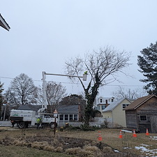 Removal-of-Two-Vine-Covered-Mulberry-Trees-in-the-Town-of-Saint-Michaels 7
